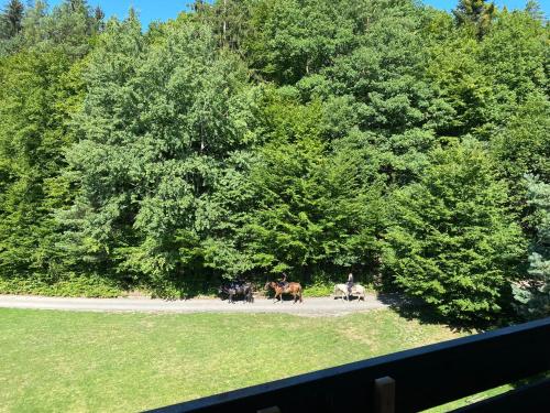 Apkārtne, Apartmán na kraji lesa Všemina (Apartman na kraji lesa Vsemina) in Všemina