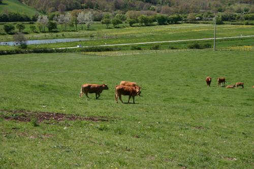 Il Poggiolo - image 10