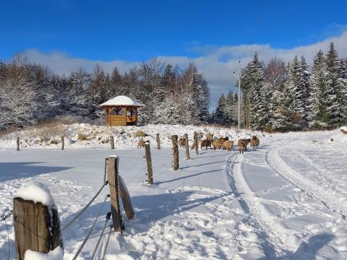 CHALET BORŮVKA - biofarma na samotě v lesích