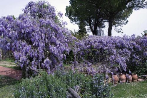 Molino in chianti