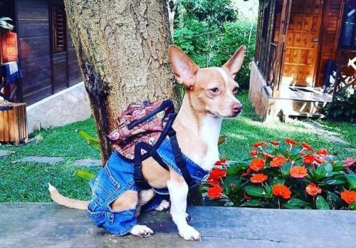 Monte Suiço - Chalés para locação Monte Suiço - Chalés para locação