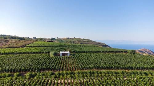 Castellaro Wine Resort