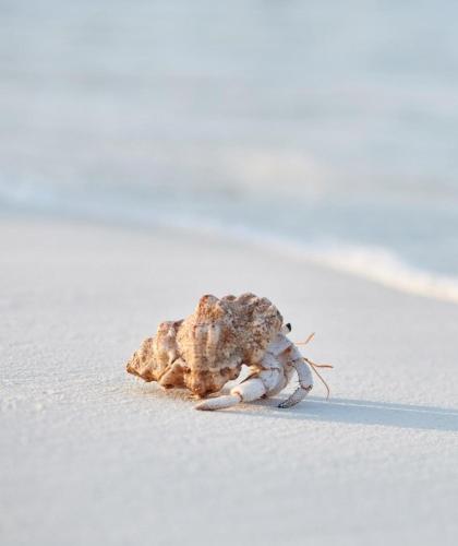 Carapace Residents Huahin-Khaotao