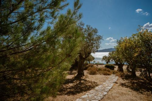 Traditional Architecture Seafront Stone House in 25000sqm Olive Grove - C