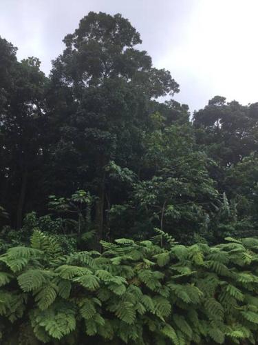 Les Lucioles 1 Beau T2 en forêt tropicale avec accès piscine (Les Lucioles 1 Beau T2 en foret tropicale avec acces piscine) in Saint-Joseph