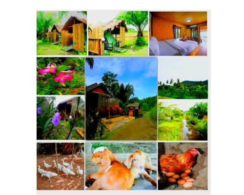 YaoIsland Resort and Farm