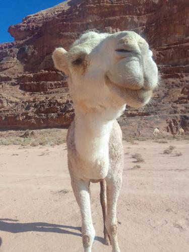 Blue Camel_0_image