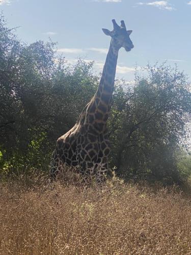 Auberge Africa Thiossane