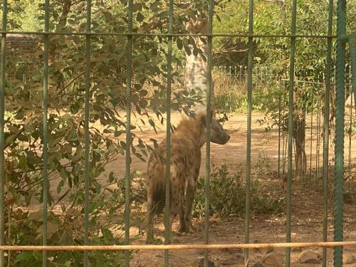 Auberge Africa Thiossane