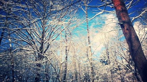 白燭葵膳食公寓酒店