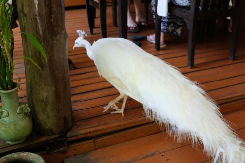 Forest falls Garden Maerim Chiangmai ตาดปลาแคมป์ออร์แกนิคฟาร์มสเตย์เชียงใหม่ Forest falls Garden Maerim Chiangmai ตาดปลาแคมป์ออร์แกนิคฟาร์มสเตย์เชียงใหม่