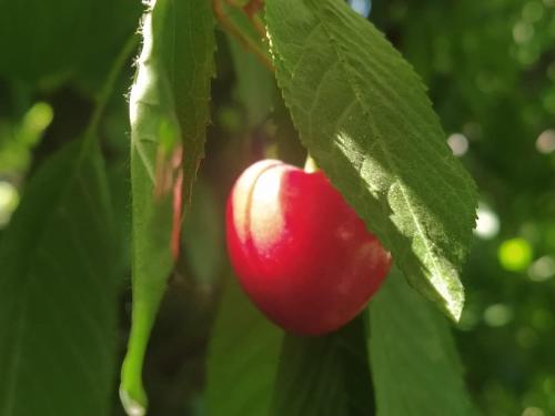 Finca La Clementina