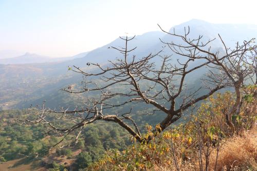 Shinde's Tikona Valley Farm