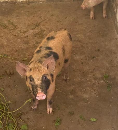 Hotel Fazenda Bonanza