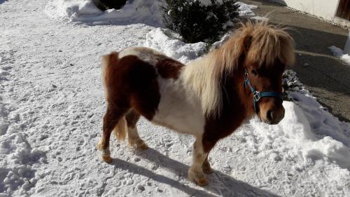 Apartment Schlickenhof - image 8