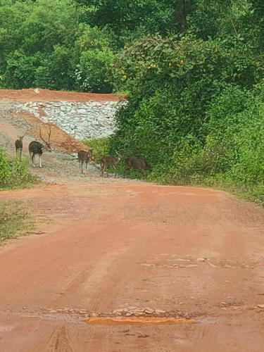 Hegde Farm Stay