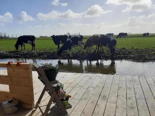 Prive jacuzzi cows dairyfarm relaxing sleeping