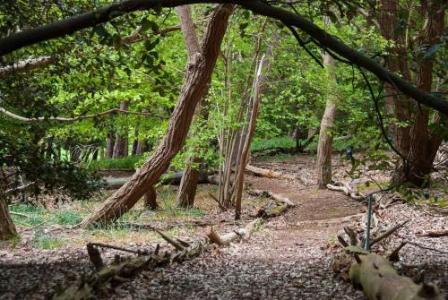 Laundry Cottage in a Nature Reserve - Sunday Times 100 coolest Cottages in Hacheston