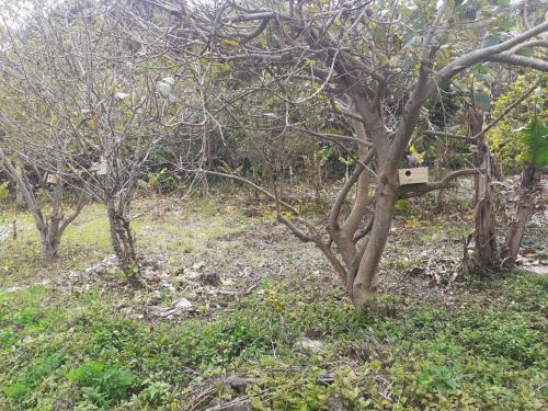 ทัศนียภาพภายนอกโรงแรม, Adega Peróla (Adega Perola) in ริเบริงยา