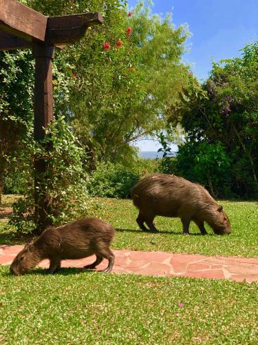 Posada Che Teindy in Colonia Carlos Pellegrini