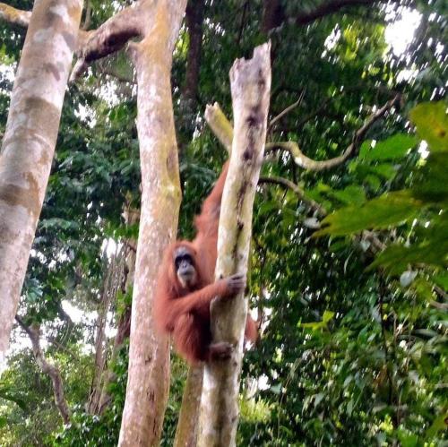 Bukit Lawang Tour & Tavel Guide