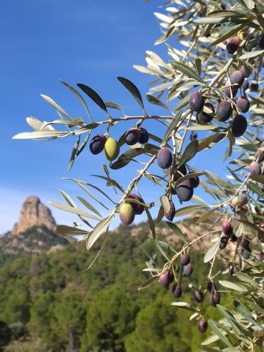 Mas de la Vall del Frare