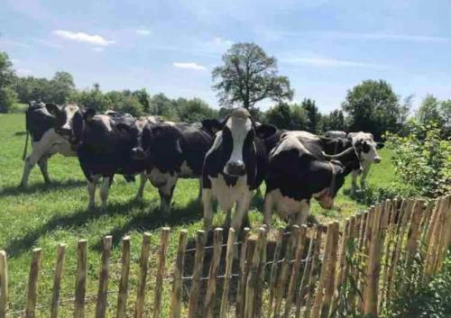 Statige boerderijwoning met vrij uitzicht en tuin