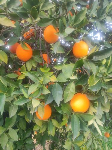 Holiday home next to orange tree orchard