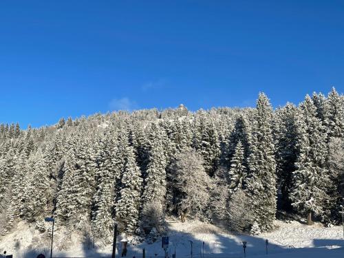 Gemütliche, moderne Fewo Passhöhe - Feldberg - Haus Wiesenquelle - Ski in- Ski out - Skigebiet - Hochschwarzwaldcard - Apartment - Feldberg