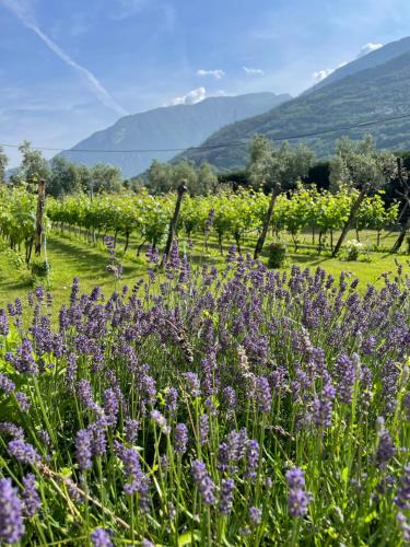 Residence Verdeblu - image 12