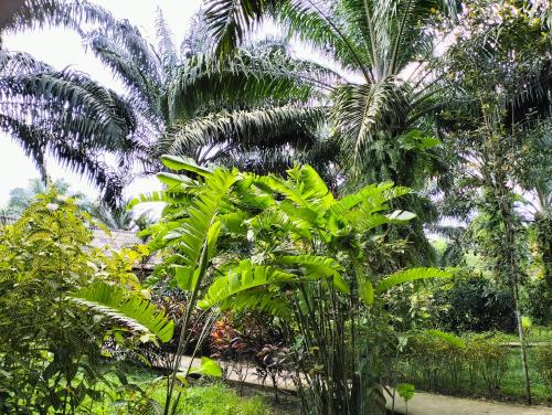 Khao Sok Palm Garden Resort