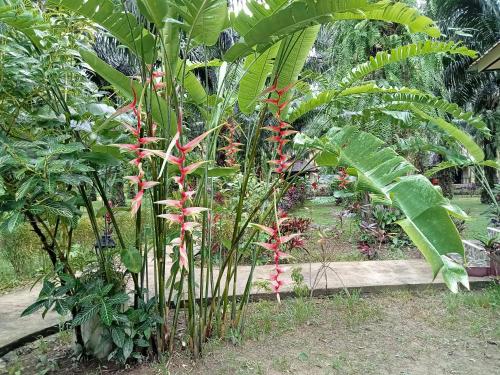 Khao Sok Palm Garden Resort