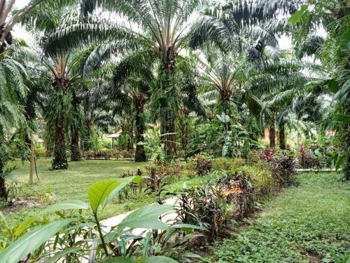 Khao Sok Palm Garden Resort