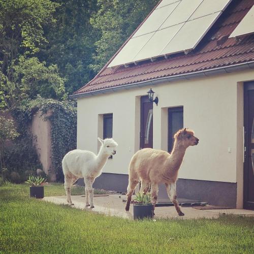 Doppelhaushälfte Ostwind vom Naturhof Usedom