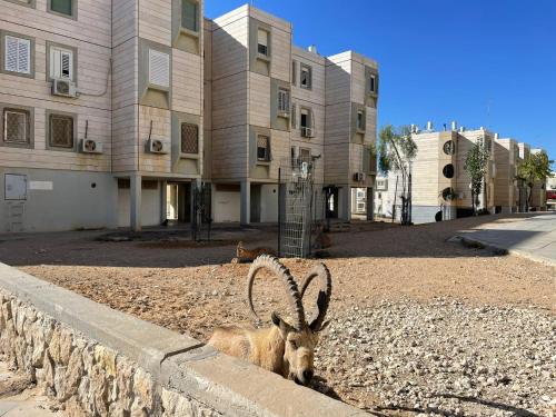 יסמינא- נוף למכתש רמון in Mitzpe Ramon