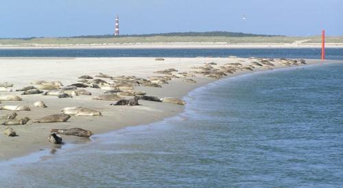 4 sterren Appartement Amelander-Kaap TIME-OUT met ZWEMBAD - image 10