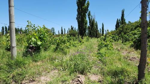Apkārtne, Finca Laurel in General Alvear