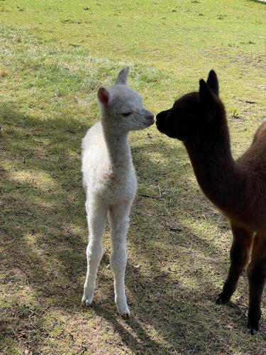 Alpaca Fold