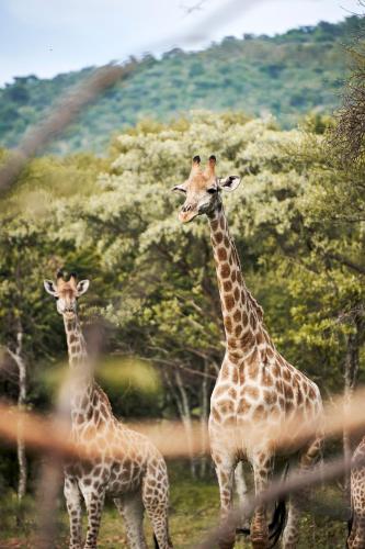 Letamo at Qwabi Private Game Reserve by NEWMARK