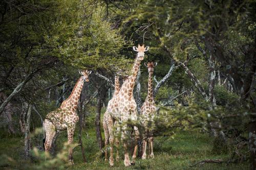 Letamo at Qwabi Private Game Reserve by NEWMARK