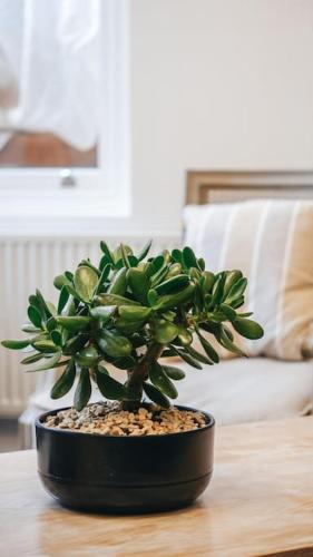 The Avonmore Olympia London United Kingdom