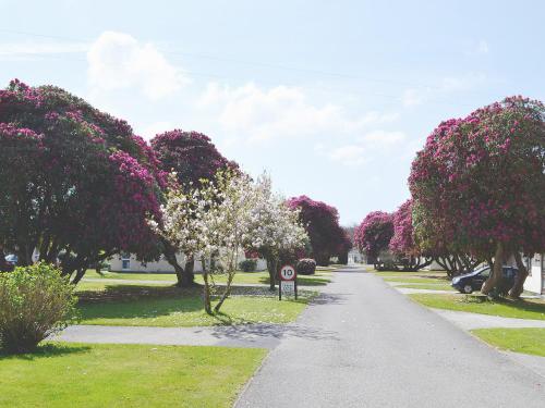 Cotehele - B6524