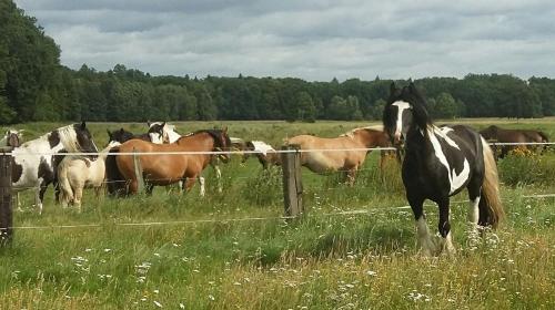 Doppelbettzimmer auf Bauernhof in Naturalleinlage