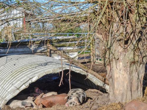 The Cow Shed