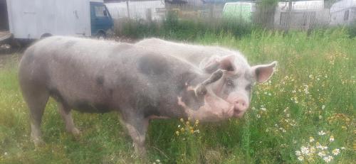 Ferienwohnung auf Bauernhof in Alleinlage Naturerlebnis