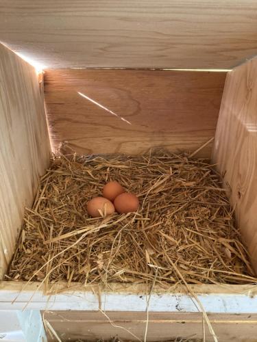 犬と泊まれる平屋Dog friendly house 黄昏