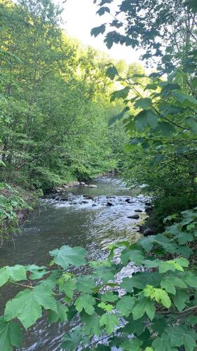 Cottage by the river Valea Draganului