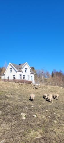 Skogan, Leirfjord (фото 10)