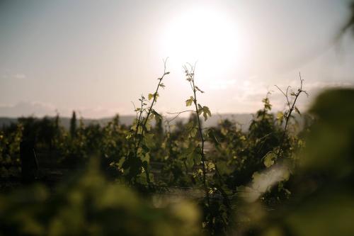 Cabañas Wine Life - Bodega 1920