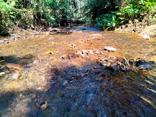 Jungle Fowl